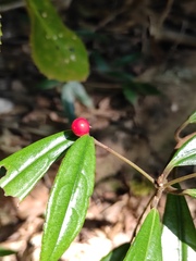 Ardisia lindleyana