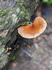 Postia pelliculosa