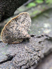 Postia pelliculosa