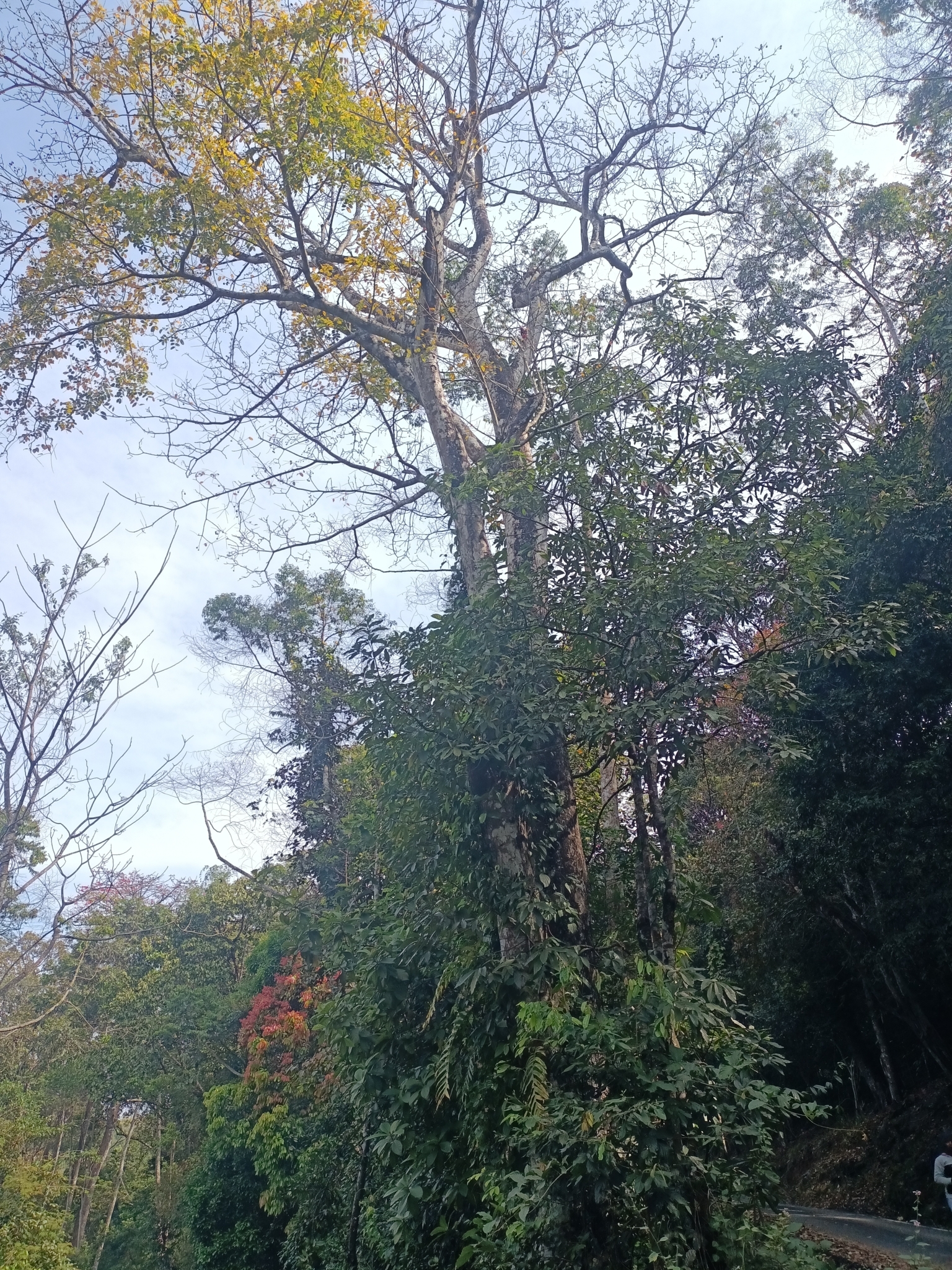 Imagem de Taperebá