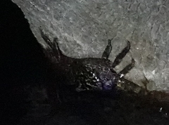 Episesarma versicolor