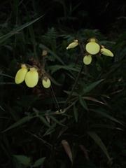 Calceolaria