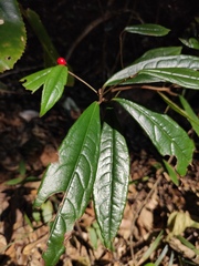 Ardisia lindleyana