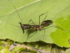 Odontomachus chelifer