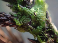Lepidoziaceae