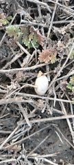 Mollusca