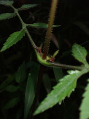 Calceolaria