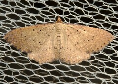 Chrysolarentia microcyma