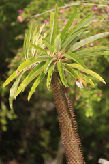 Pachypodium lamerei