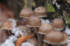 Mycena tintinnabulum