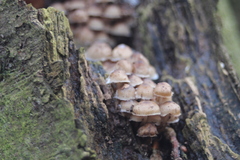 Mycena tintinnabulum