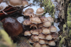 Mycena tintinnabulum
