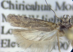 Filatima