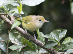 Pachysylvia aurantiifrons