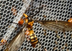 Leptotarsus clavatus