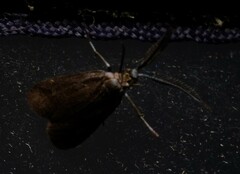 Pollanisus lithopastus