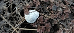 Mollusca