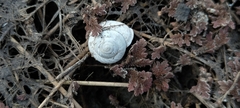 Mollusca