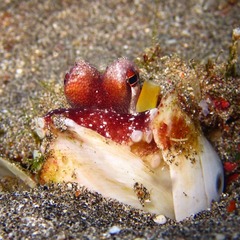 Amphioctopus marginatus