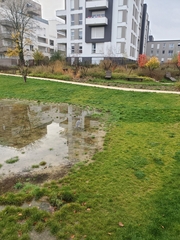 Ardea cinerea