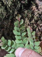 Adiantum flabellulatum