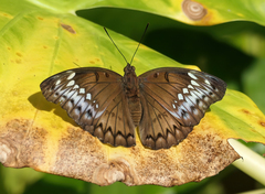Bassarona teuta