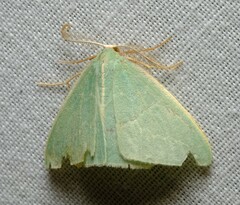 Chlorocoma melocrossa