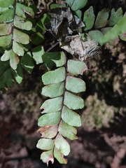 Adiantum flabellulatum