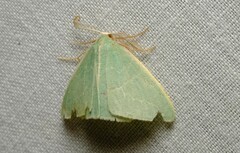 Chlorocoma melocrossa