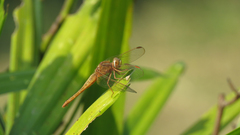 Crocothemis
