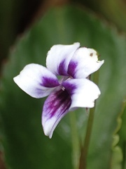 Viola stipularis