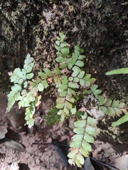 Adiantum flabellulatum