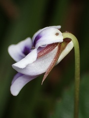 Viola stipularis