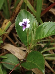 Viola stipularis