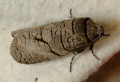 Culama anthracica