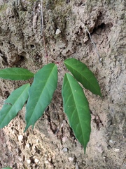Tetrastigma hemsleyanum