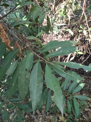 Ardisia quinquegona