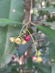 Ardisia quinquegona