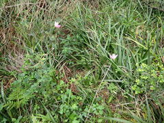 Hibiscus pedunculatus
