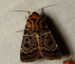 Proteuxoa sanguinipuncta