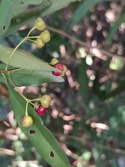 Ardisia quinquegona