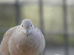 Streptopelia decaocto