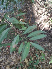 Ardisia quinquegona