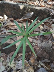 Carex phyllocephala