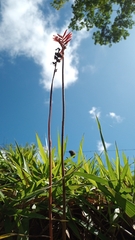 Sacoila lanceolata
