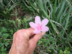 Hibiscus pedunculatus