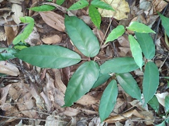 Tetrastigma hemsleyanum