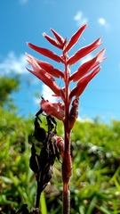Sacoila lanceolata