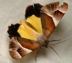 Niceteria macrocosma