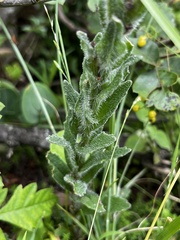 Zaluzianskya microsiphon